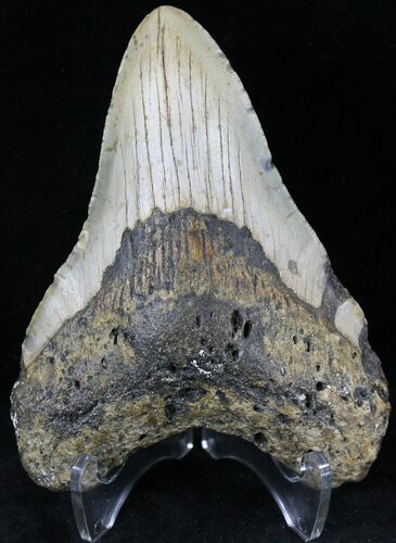 Megalodon Tooth - North Carolina #21690